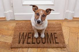 dog waiting in front of house on welcome mat